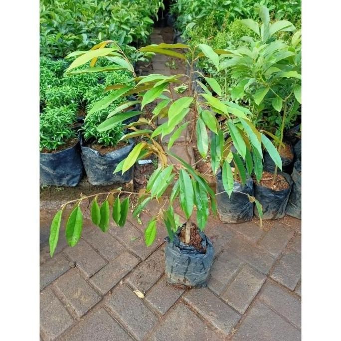PREMIUM CANGKOK BIBIT TANAMAN POHON BUAH DUREN DURIAN MONTONG MUSANG