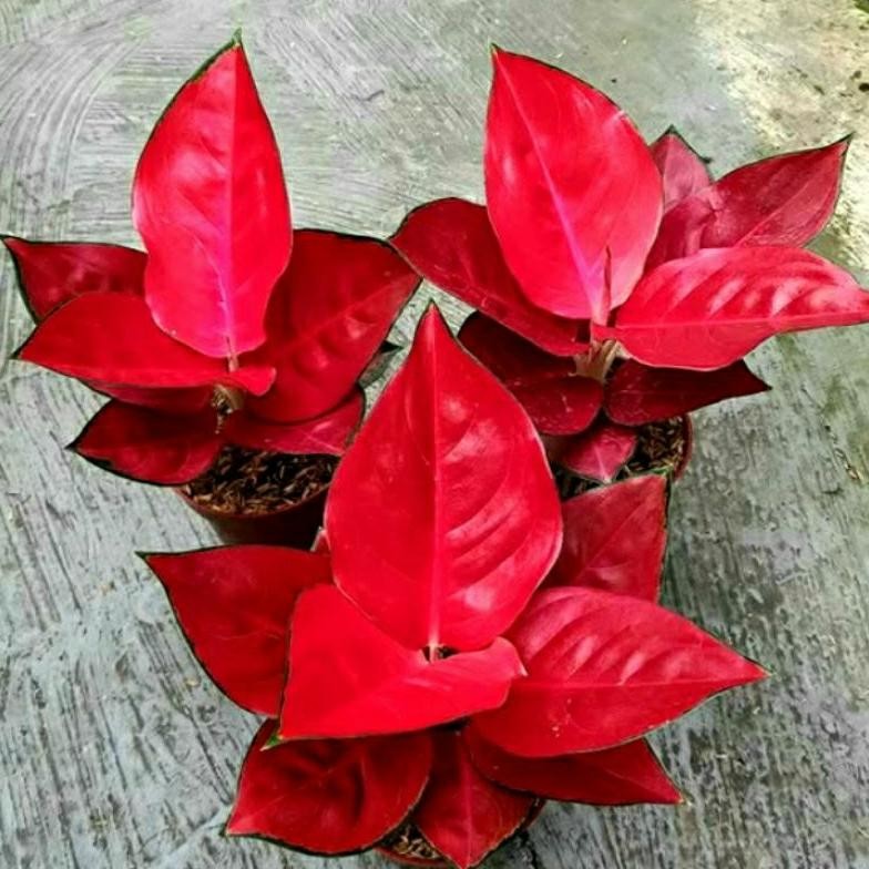 Berkualitas Aglonema Suksom Compacta Super Red MURAH