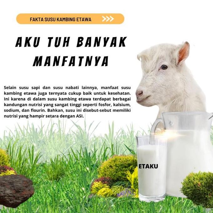 

Promo Susu Etaku Original Susu Kambing Etawa Milk Bubuk Dairy Bahan