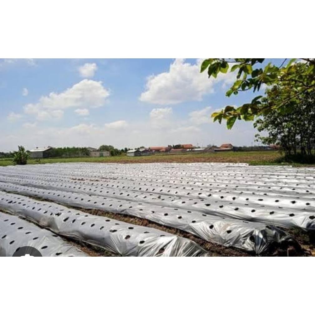 Sale Plastik Mulsa Hitam Perak 1Kg Ukuran 60Cm X 120Cm Termurah