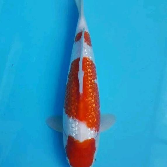 TERBARU IKAN KOI HIDUP KOHAKU GINRIN 20-25CM PACKING PLASTIK OKSIGEN SIAP TEBAR