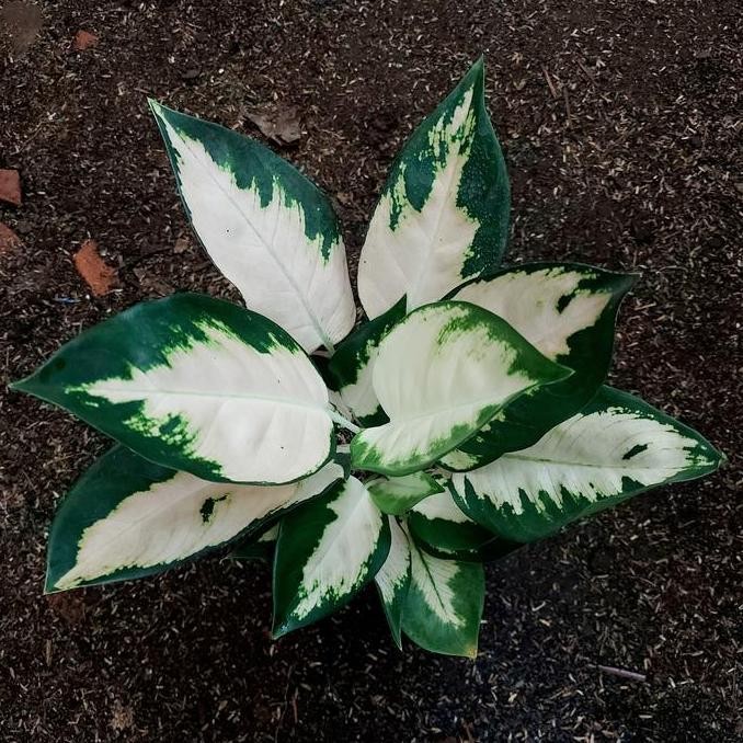 TERMURAH - Aglonema Kochin Escada