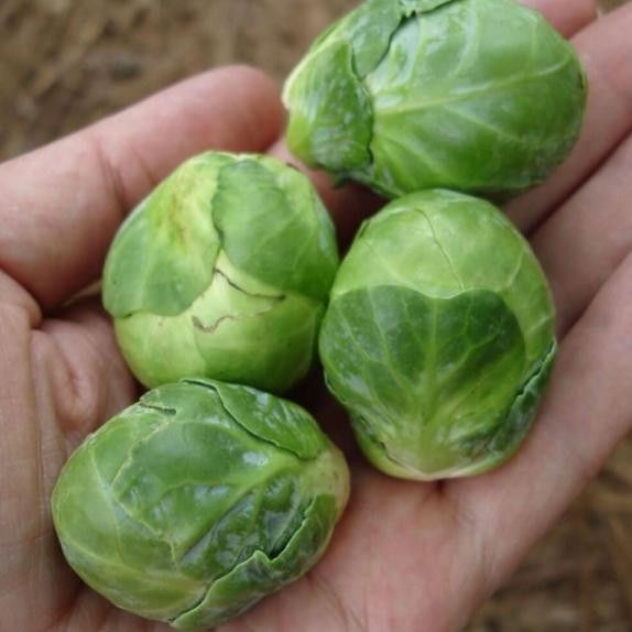 

Benih Bibit Sayur Kol / Kubis Kecil Mini - Brussel Sprouts Isi 15 Biji