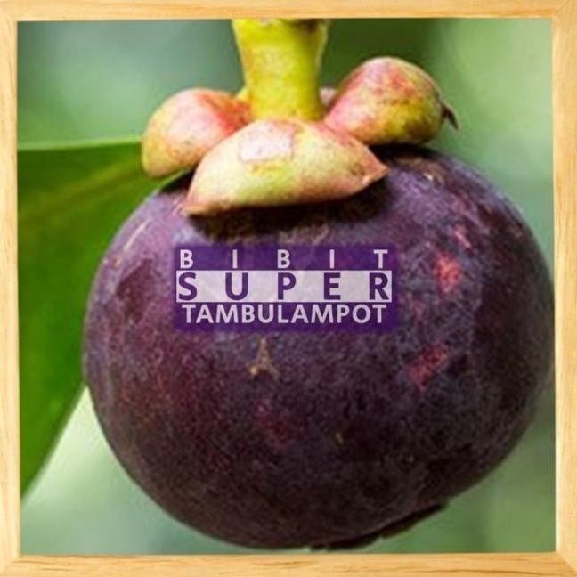 PREMIUM Ayundabibit Virall Bibit Tanaman Buah Manggis Okulasi Stek Cangkok