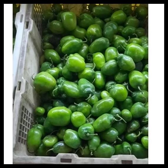 

CABE GENDOT SEGAR 1KG(HARGA )