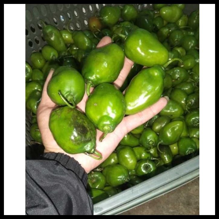 

250 GR CABE GENDOT SEGAR LEVEL PEDAS