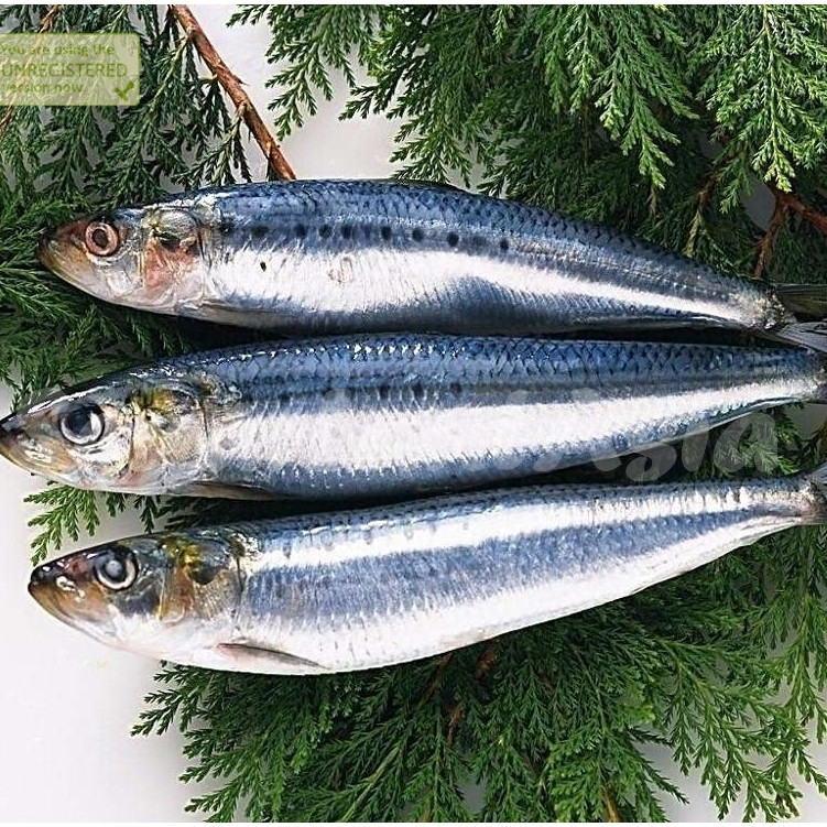 

Ikan Tembang 1Kg Ikan Tembang Segar