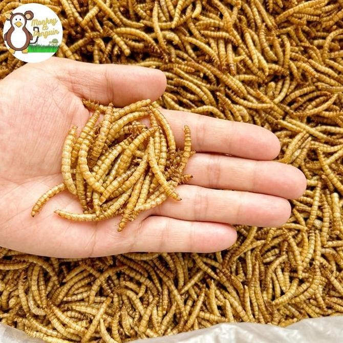 Terbaru Dried Mealworm Ulat Hongkong Kering 1kg Cemilan Protein Sugar Glider, Hamster, Arowana, Buru