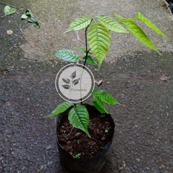 Bibit Pohon Kecapi Bibit Buah Kecapi Tanaman Buah Kecapi SUPER MMMM VALID