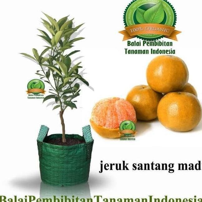 BIBIT JERUK SANTANG MADU ASLI BERBUAH MANIS HASIL CANGKOK MELAYANI COD VALID
