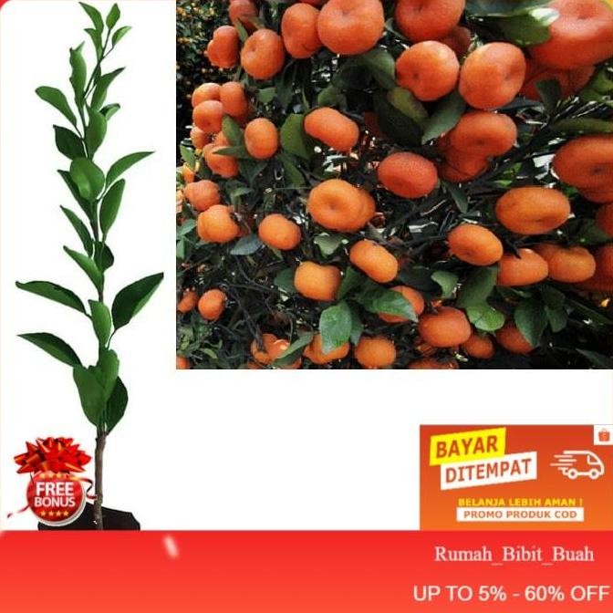 Bibit Tanaman Pohon Jeruk Santang Madu Bibit Jeruk Santang Madu Buah VALID