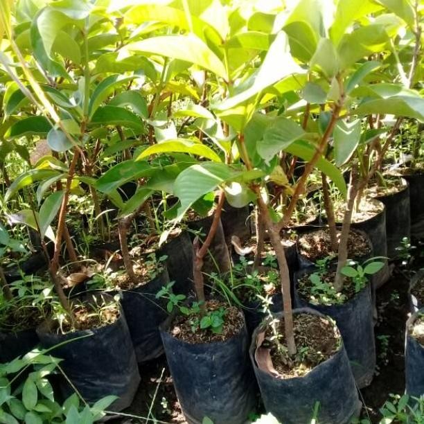 Bibit jambu jamaika MMMM VALID