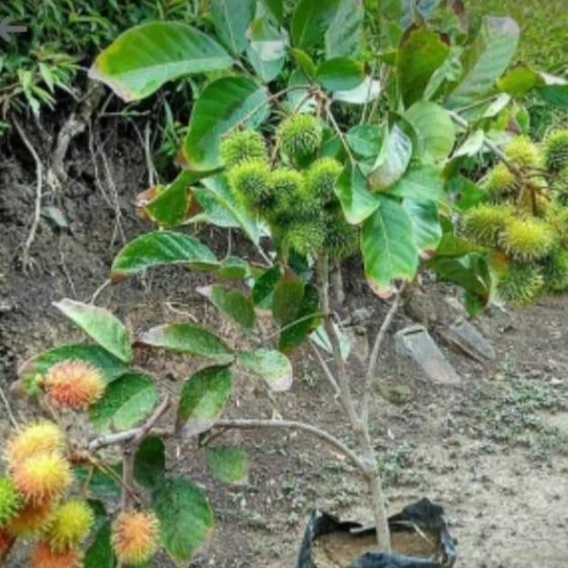 OBRAL Bibit Tanaman Rambutan Binjai Sudah Berbuah/Berbunga-Bibit Buah ATZX
