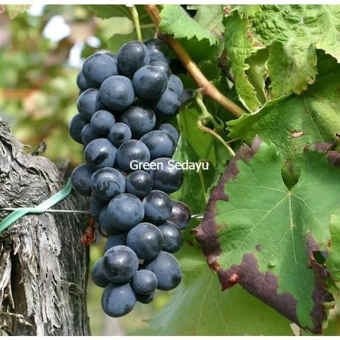 Bibit Pohon Buah Anggur Hitam Issabella Cepat Berbuah Siap Tanam BISA COD