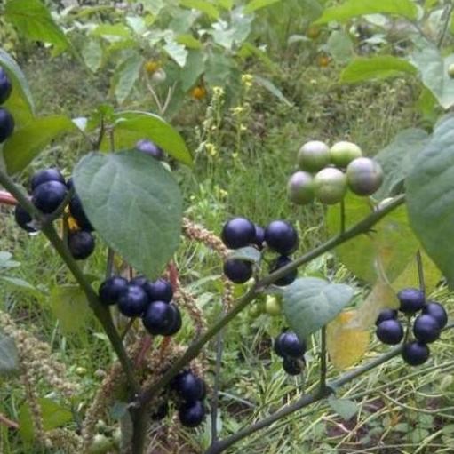 Pohon Leunca/Ranti-Bibit Tanaman Leunca/Buah Ranti SEGAR BISA COD