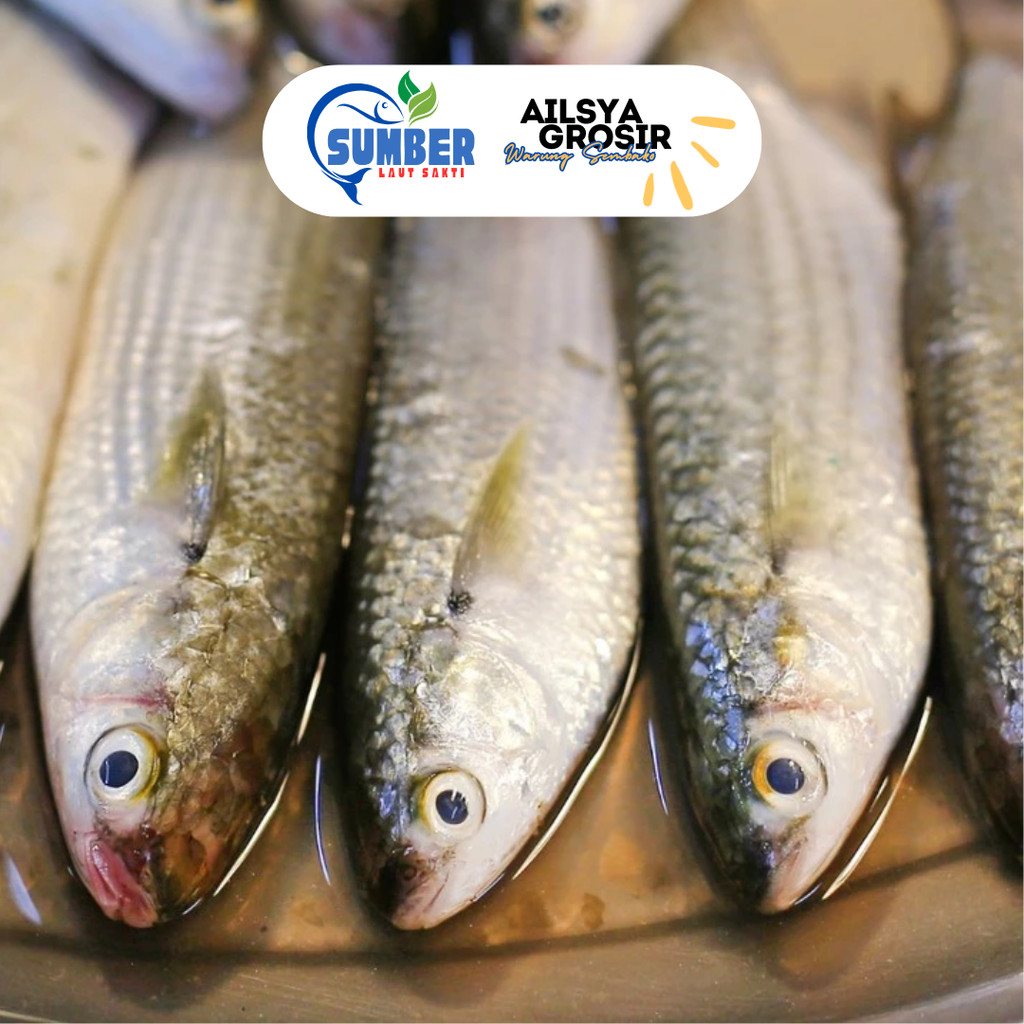 

Ikan Belanak - Blanak Segar Bersih Fresh 1 Kg