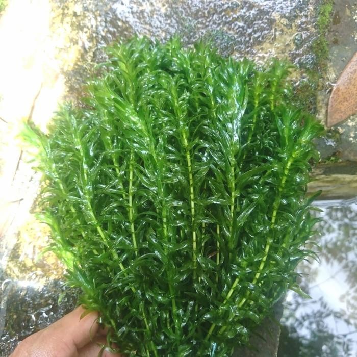 RA ganggang air hydrilla tanaman aquascape