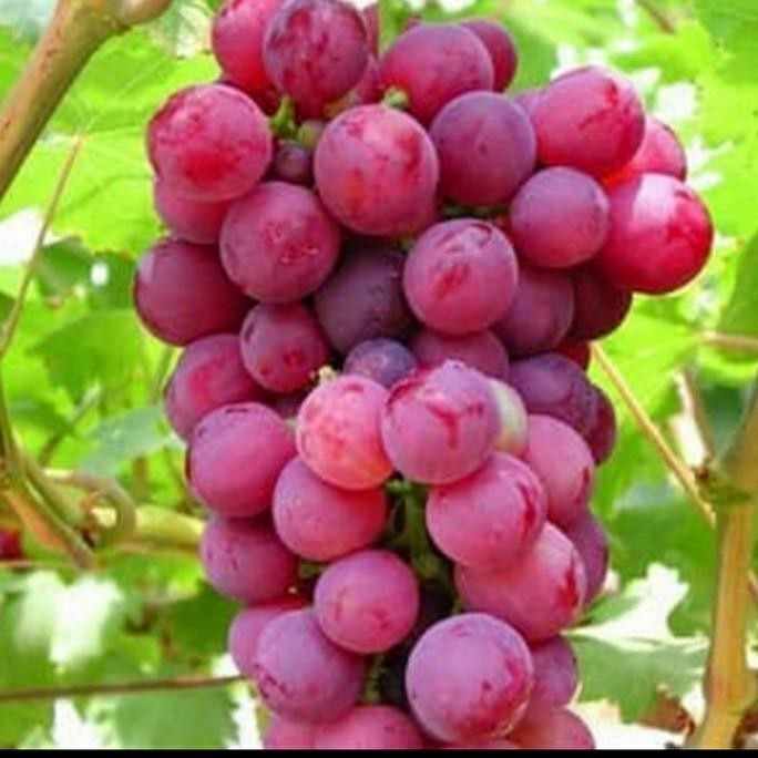 BIBIT ANGGUR MERAH MANIS GENJAH