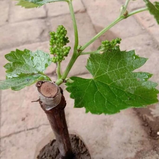 BIBIT TANAMAN ANGGUR MERAH,HIJAU, HITAM SUDAH BERBUNGA SIAP BERBUAH