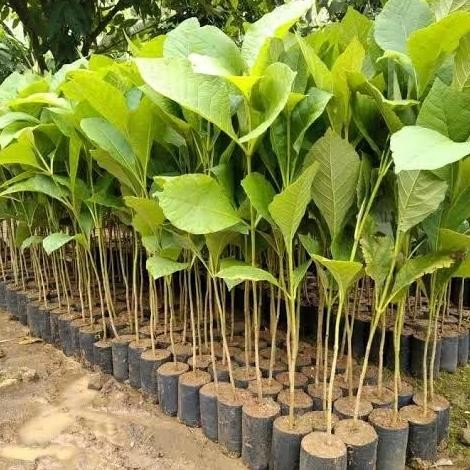 Bibit Pohon Jati Solomon Super Lurus Grosir/ Bibit Jati Solomon Unggul