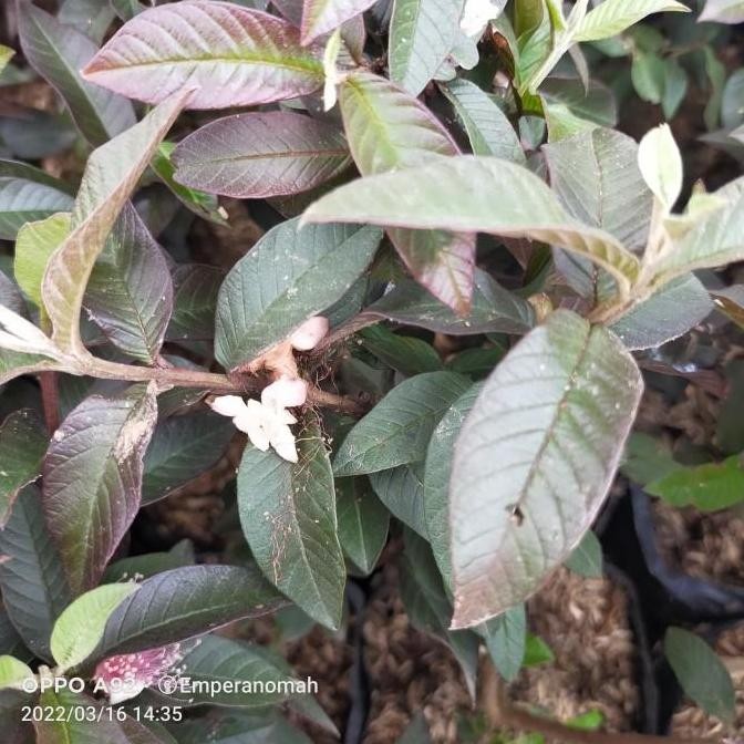 POHON Bibit Tanaman Buah Jambu Biji Australia Jambu Biji Mini Merah TERLARIS