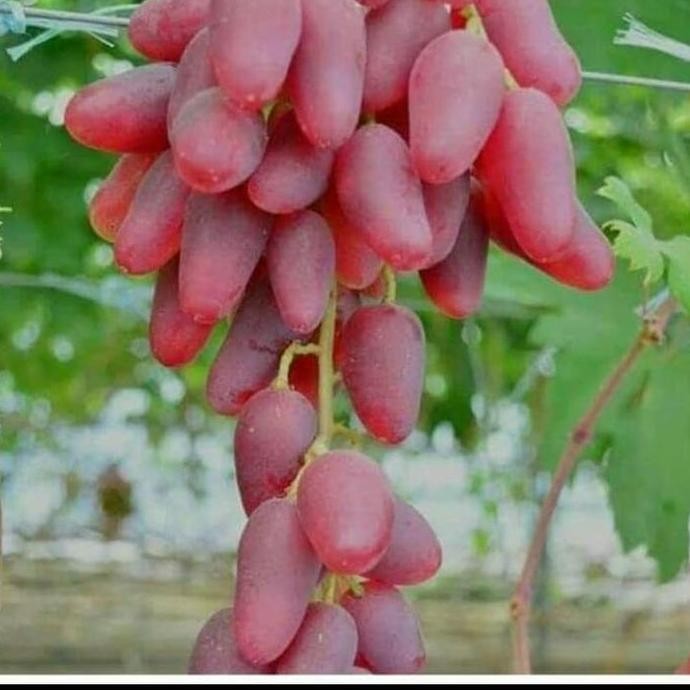 Cutting stek anggur import