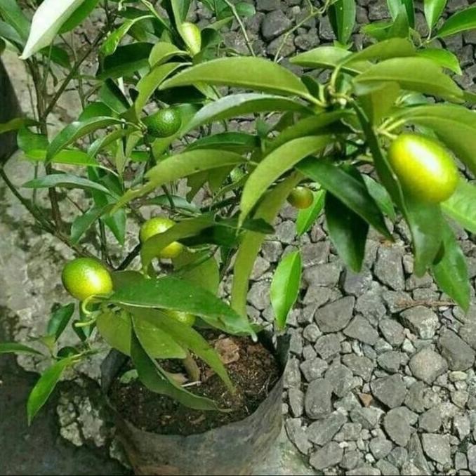 

BEBAS ONGKIR - pohon jeruk nagami buah