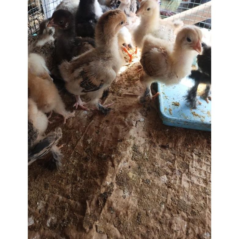 

[Promo..!!! Ayam Brahma -Ayam Hias Brahma - Brahma Asli Qw-7