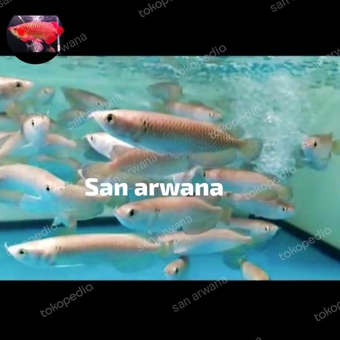 San Arwana - Arwana Batik Jardini Irian Batik Arowana Grade A Kualitas Tinggi Body Merah Pearl Size 