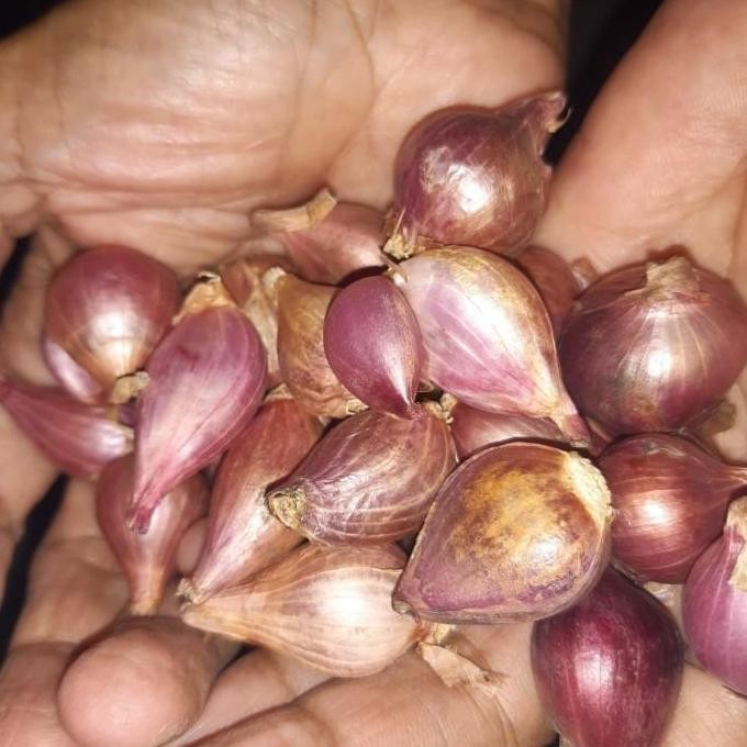 

JH8 Bumbu Dapur Bawang Merah Reguler Segar Kering | Sayur N Co Bekasi