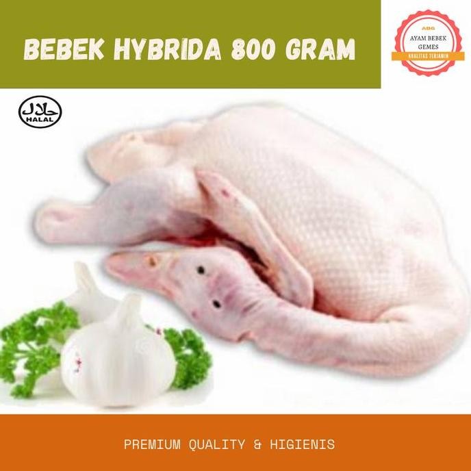 

JH8 Bebek Hibrida 800 gram