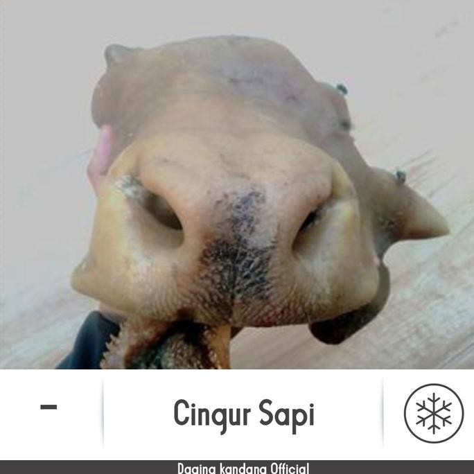 

JH8 Cingur sapi || Daging Kandang