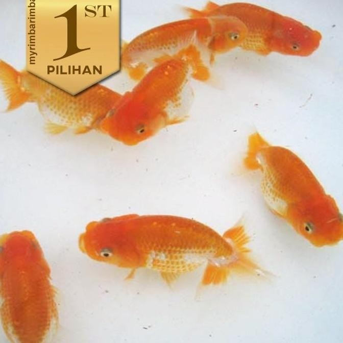 Ranchu Singa (L) Ikan Hias Mas Koki Hiasan Aquarium Tanaman Air Aquascape