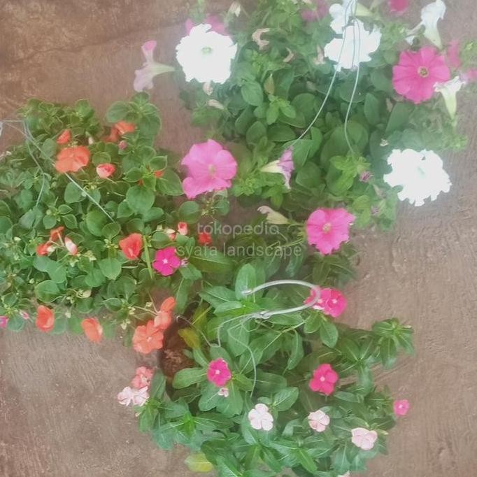 paket 3 tanaman hias bunga gantung (pitunia, pacar air, pinka) SM