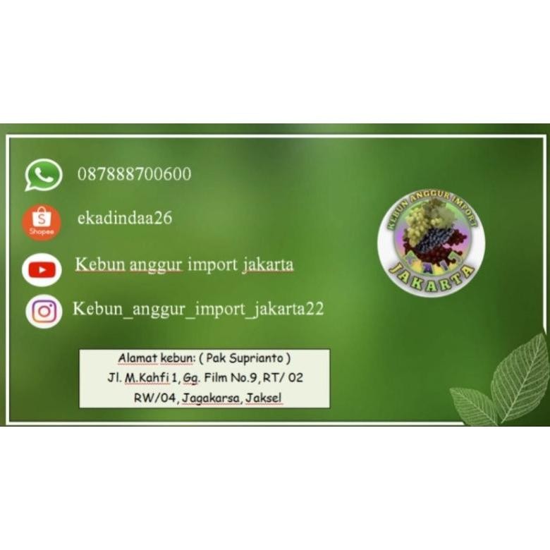 

BIBIT ANGGUR IMPORT JULIAN (PAK SUPRIANTO MARINIR)