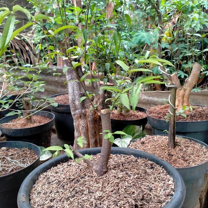 

tanaman bonsay anting putri hasil cangkok VS