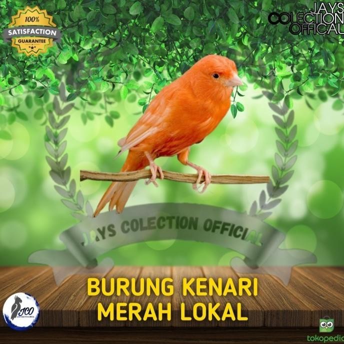 BURUNG KENARI MERAH LOKAL