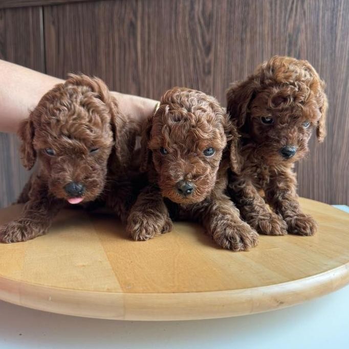 Terlaris Anak Anjing Red Toy Poodle Peliharaan