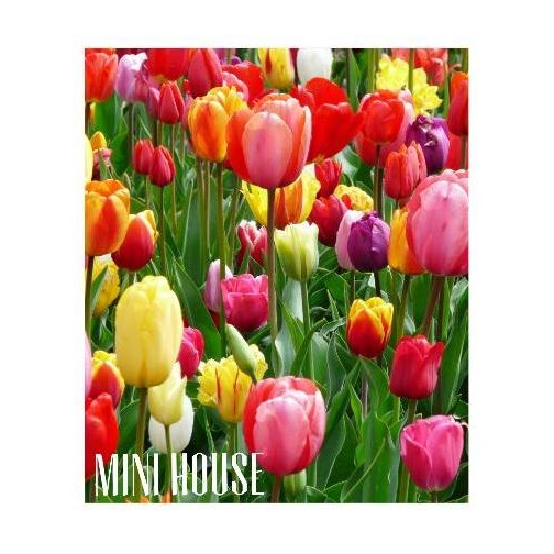 Sale Umbi Tulip Impor