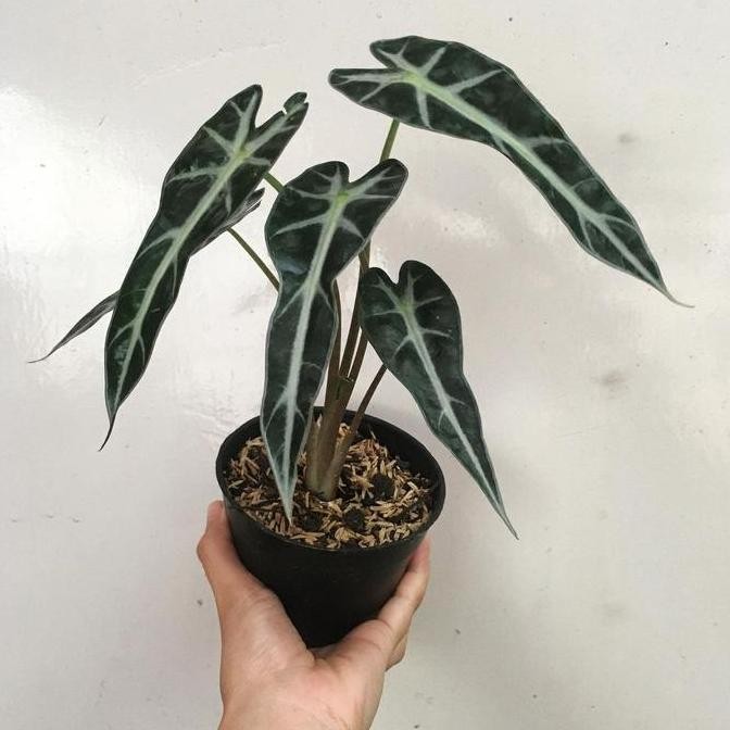 Sale Tanaman Hias Alocasia Bambino - Alocasia Bambino - Alocasia