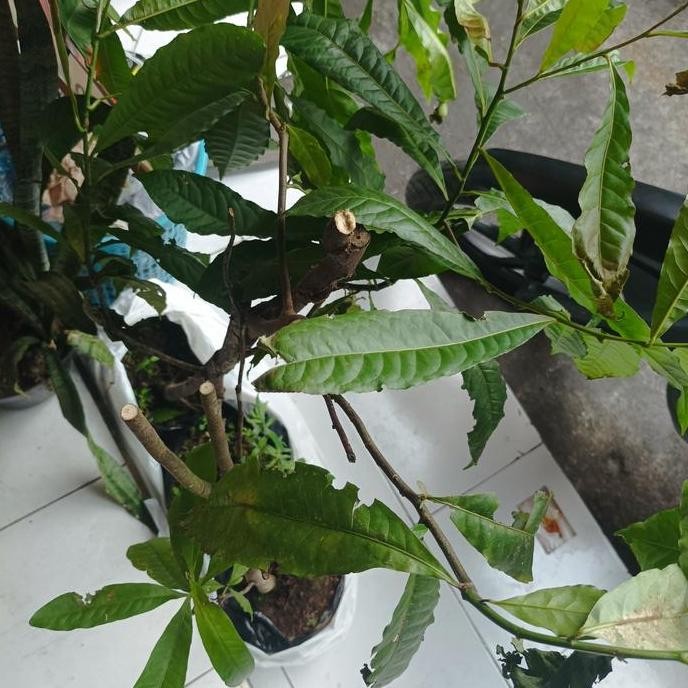 """] pohon rudraksa genitri asli