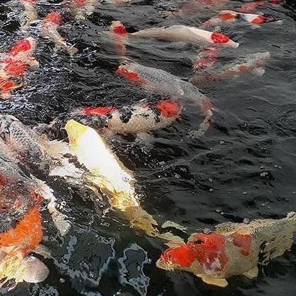 Pud - Ph Up 500 Ml - Cairan Menaikkan Ph /  Ph Up Hidroponik & Kolam