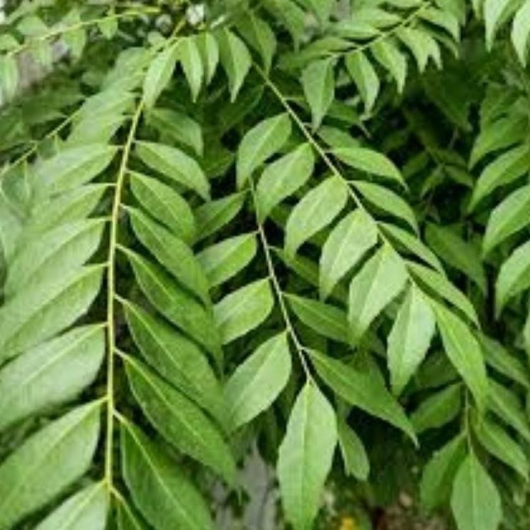 

Terlaris Daun Kari Salam Koja Segar 15 Tangkai