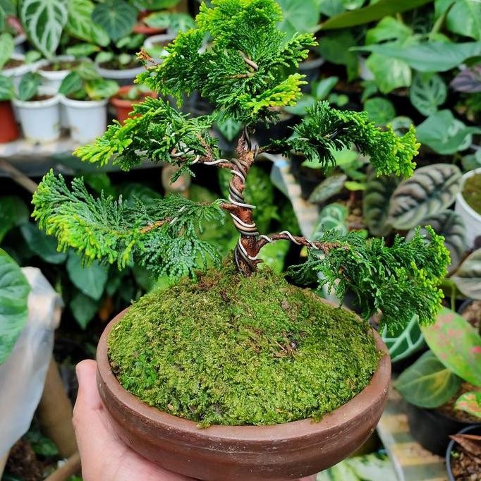 Bonsai Cemara Hinoki Cypress Golden || Realpict