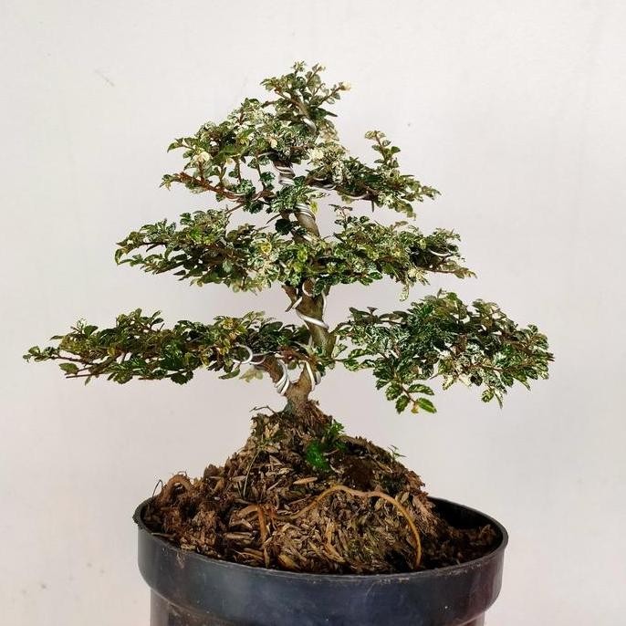 Bonsai Mame Ulmus Variegata Micro / Random Karakter Sedang Siap Pajang