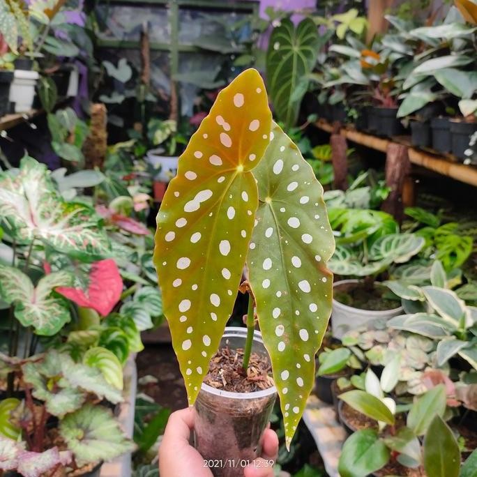 Tanaman Hias Indoor Dan Outdoor Begonia Polkadot Original Daun Besar