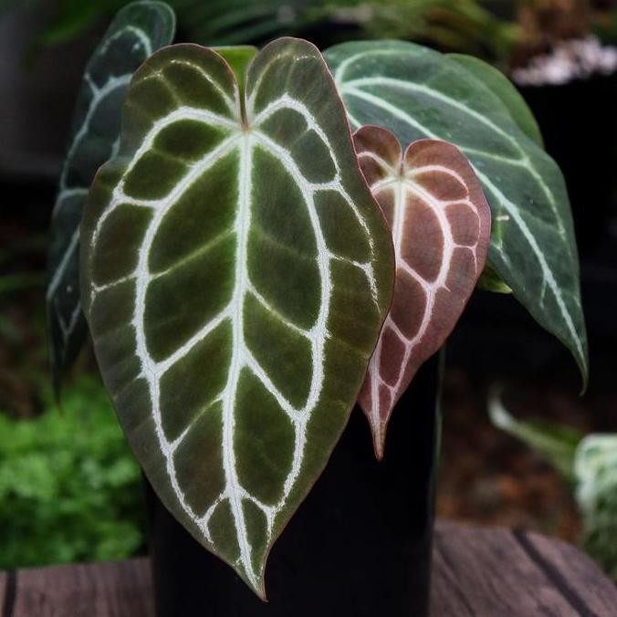 Anthurium Warocqueanumxcrystalinum Kuping Gajah Hybrid