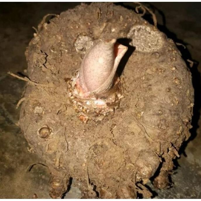 

Promo SUWEG UMBI SUWEG 1KG SEGAR BUKAN PORANG AMORPOFALUS COD