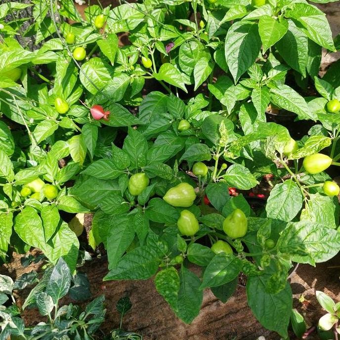 

Promo tanaman cabe cendos rimbun sudah berbuah COD