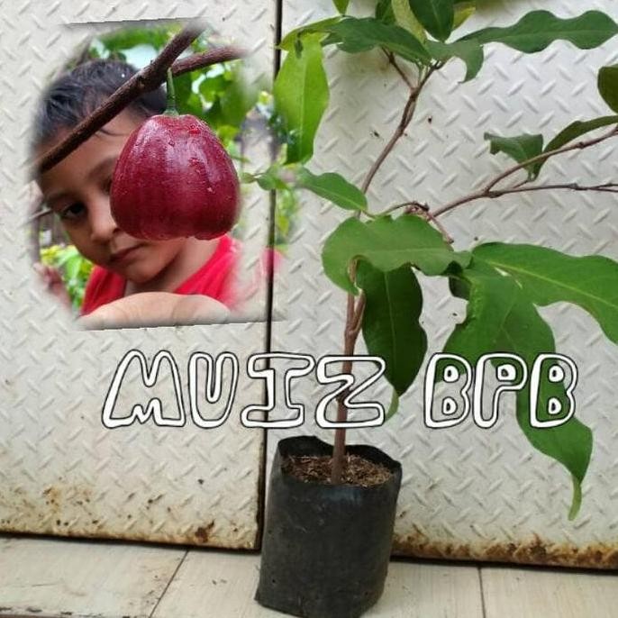 

Promo JAMBU AIR DALHARI COD